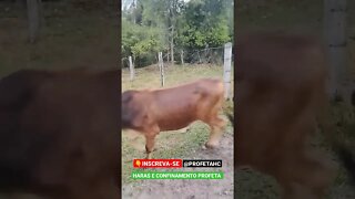 abriu a porteira da boiada, aoba #shorts #animals #boi #angus #gado #roça #agropecuaria #fazenda