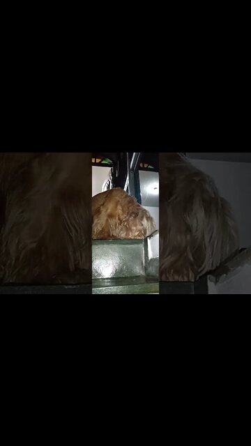 #dogshow, #amimals , #dogs , #shorts