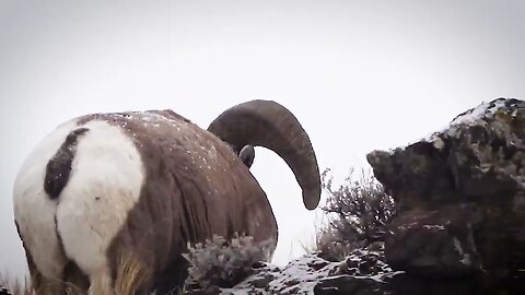 BIGHORN RAM! STUD!!