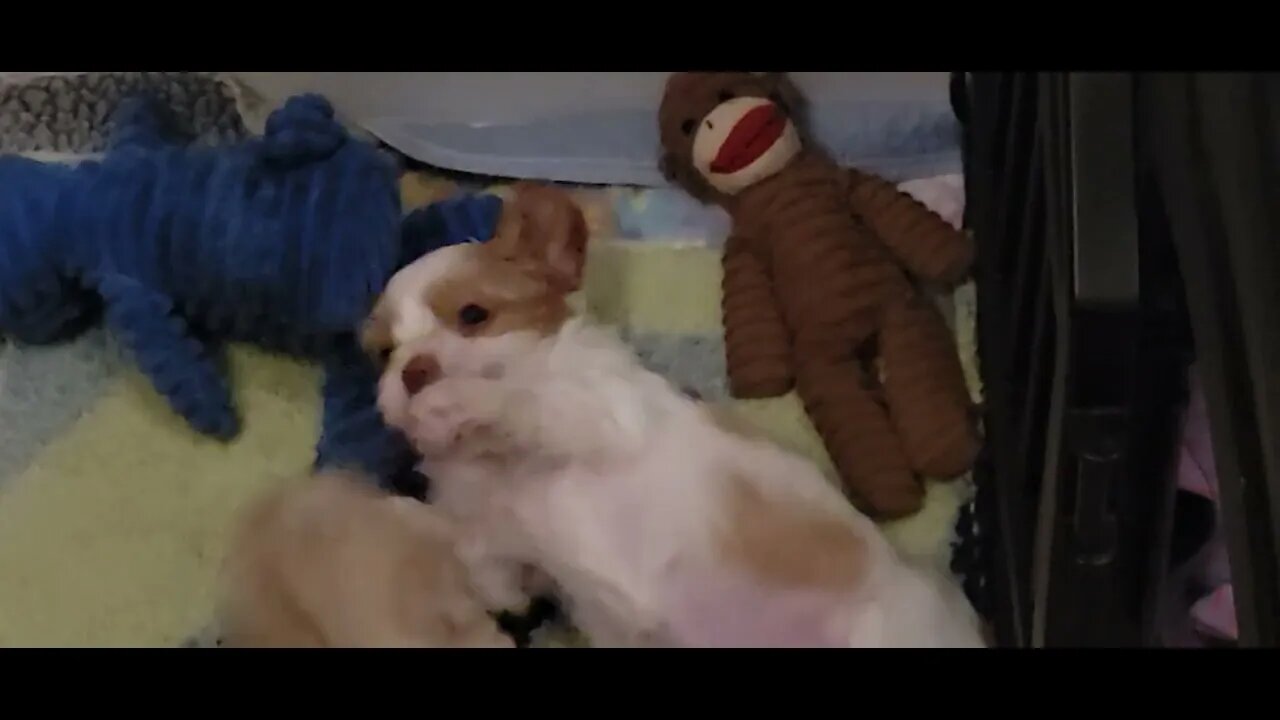 W Litter- Last Romp B4 Bedtime