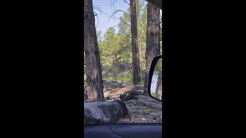 Mule Deer outside the window