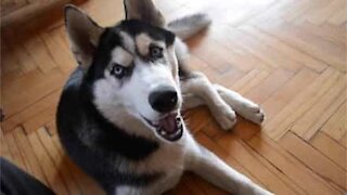 Ce husky adore chanter et il le prouve