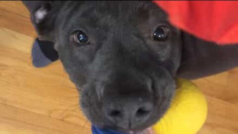 Dog overjoyed at playtime!