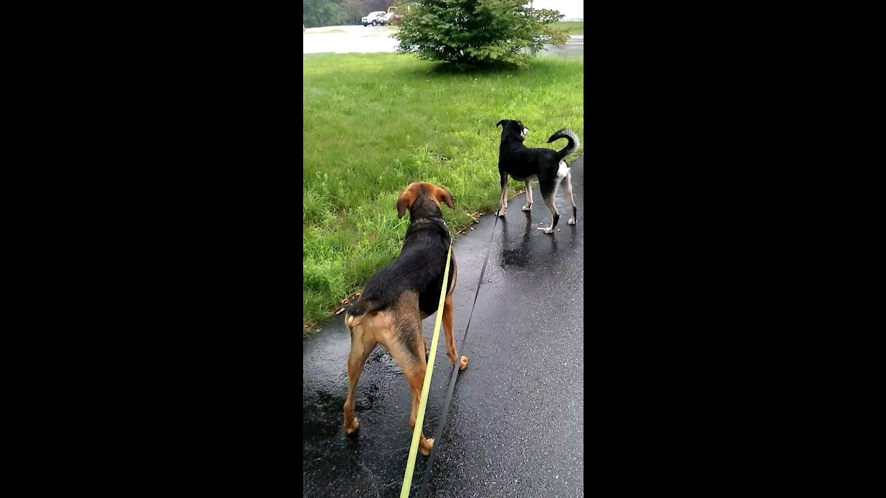 Rover sitter, David Bowie with Kaida & Kallie