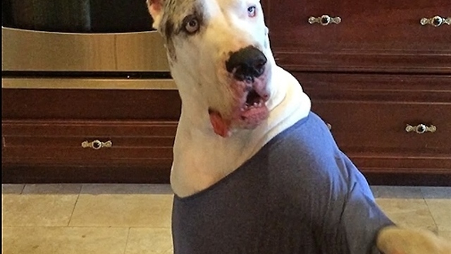 Deaf Great Dane talks back while doing tricks