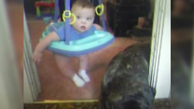 Adorable Doggo Steals Baby's Food