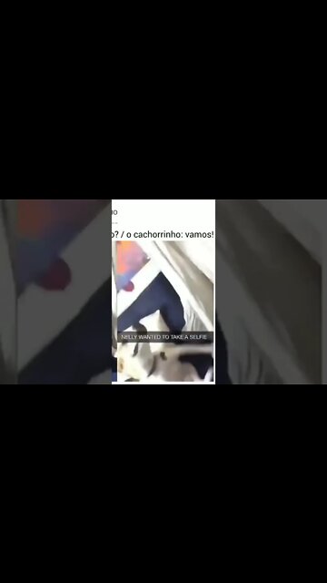 vamos tirar uma self? 😂(Shall we take a selfie? puppy: let's go!)