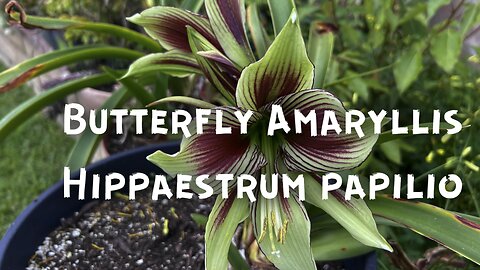 Butterfly Amaryllis (Hippaestrum papilio)