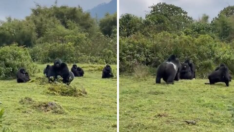 Huge gorilla is a menace at his family reunion