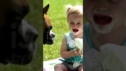 boxer dog eats little girls ice cream cone