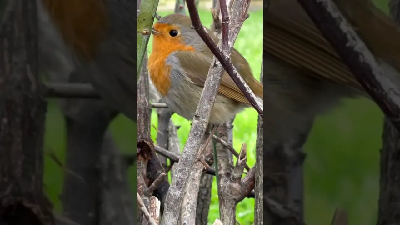 #birdsounds #birdschirping #naturesounds #whitenoise #calmingsounds