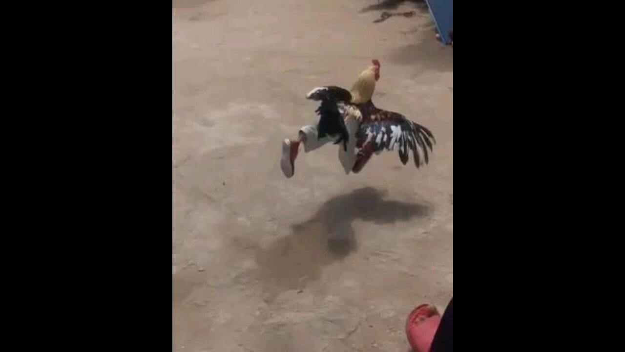 A Rooster with pants