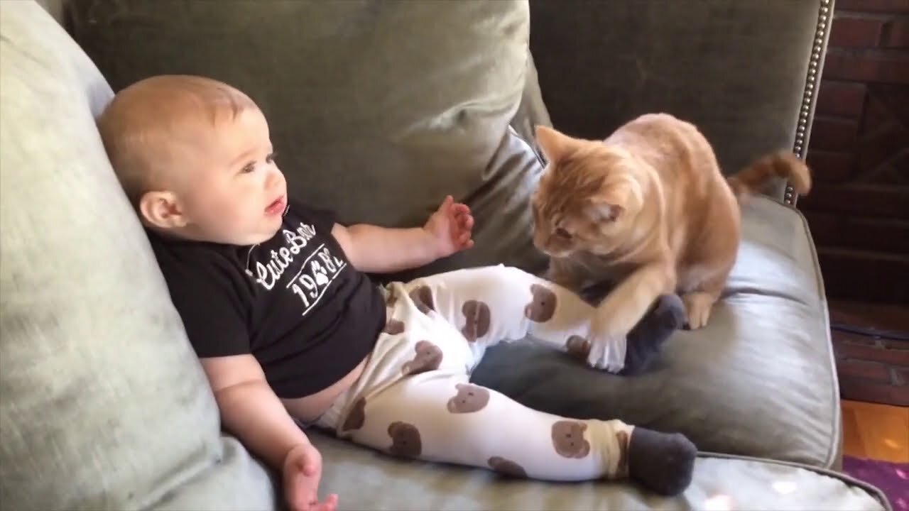 I've been laughing for an hour 😾 The craziest cats annoy kids