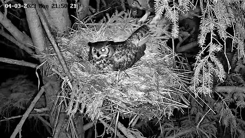 Albert Brings Dinner 🦉 04/03/23 21:50