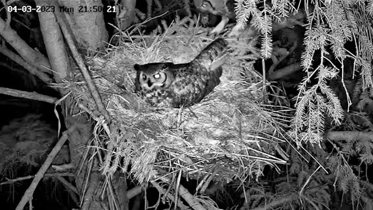 Albert Brings Dinner 🦉 04/03/23 21:50