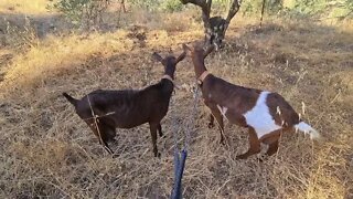 Goats enjoying their morning mooch with the dogs.