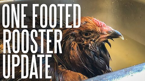 Did Our Footless Chicken Survive?