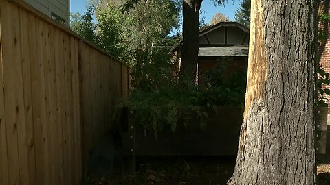 Tree damage on property line causes concern for homeowner in Wash Park