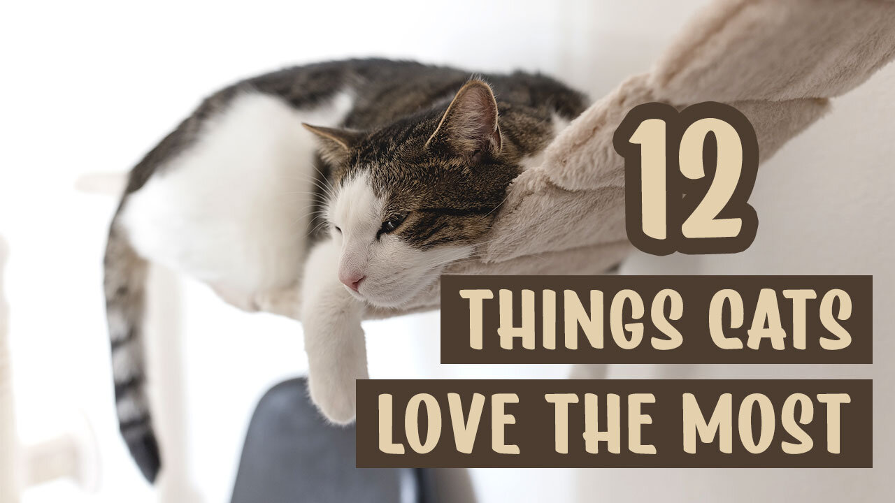 12 Things Cats Love the Most