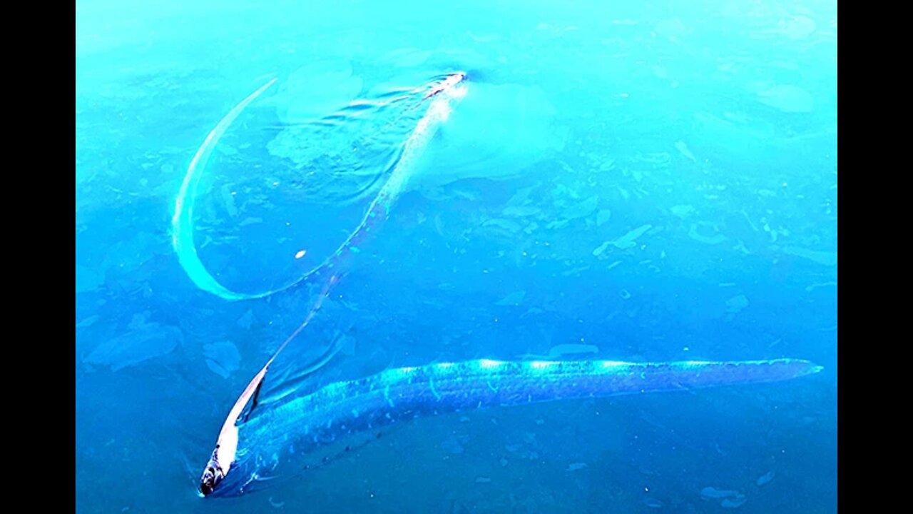 ‘Incredibly rare’ Oarfish spotted at Opal Reef, video stuns people