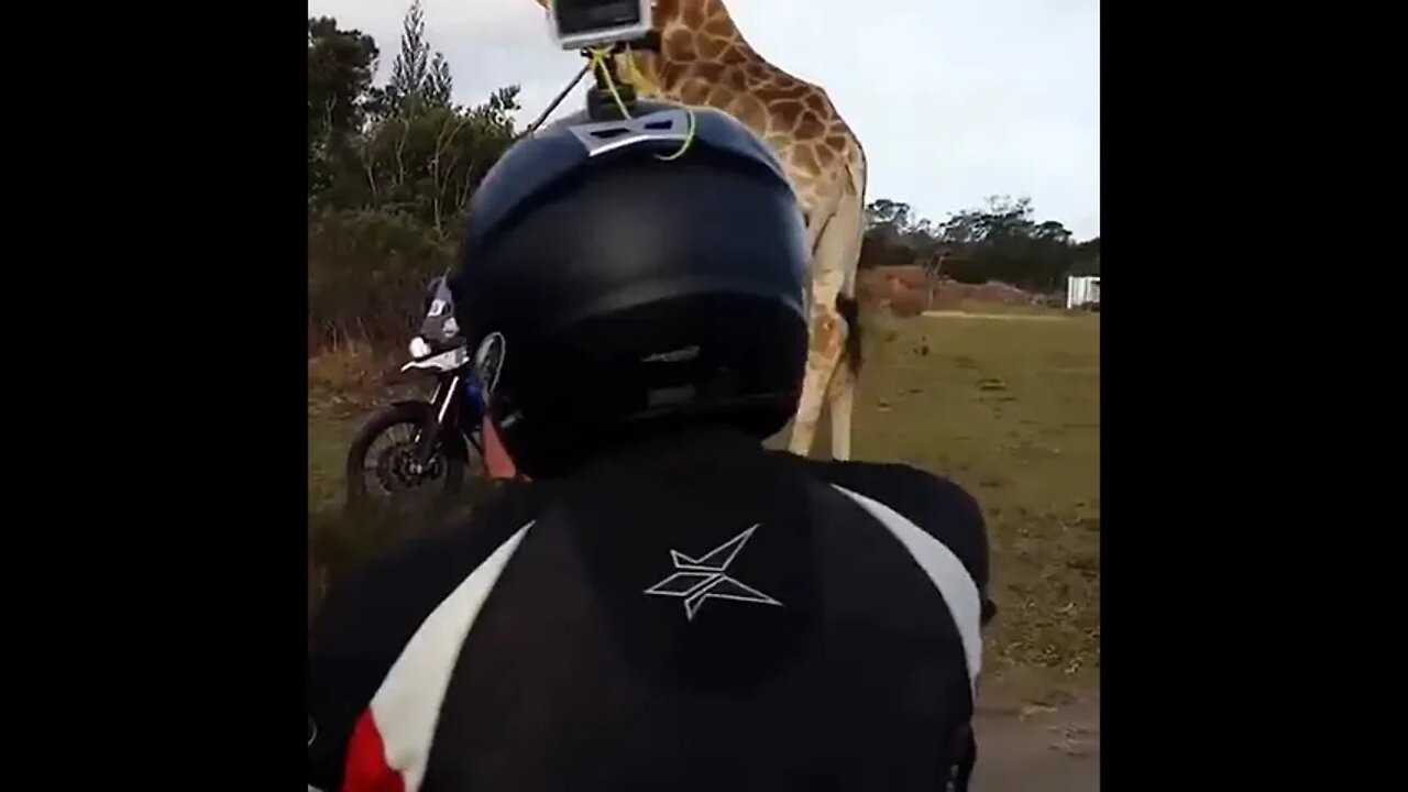 Giraffe #ytshorts #shorts #PetpupFun #Fun #Dogs #Cats #Entertaiment #trending #viral