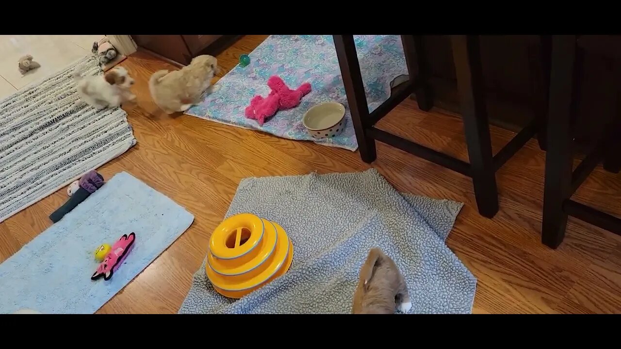 W Litter - Kitchen Time(2)