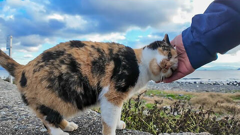 Calico cat on the breakwater is cute as I stroke its head and back alternately