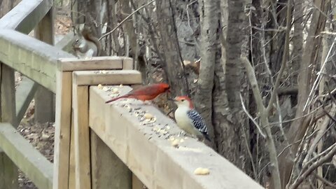 Way too many interruptions for the Cardinal