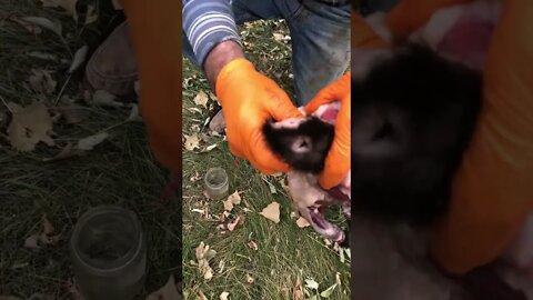 Milking skunk scent glands!