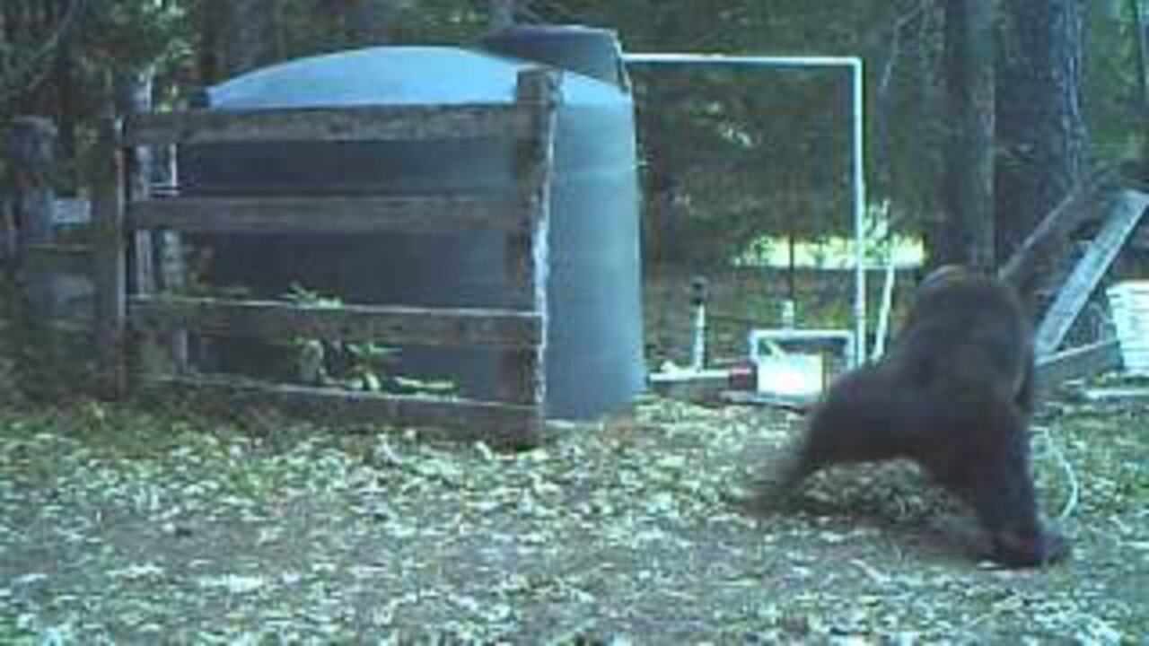 Mother Bear Teaches Cubs to Fish