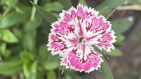 Garden Flowers