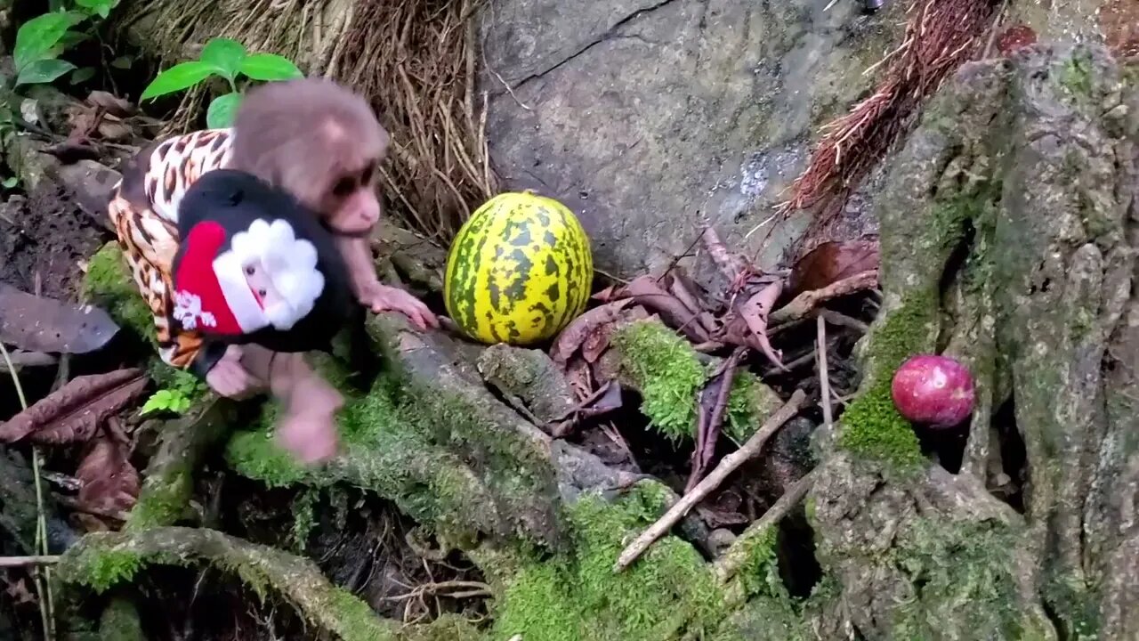 Baby monkeys go to pick fruit and take the ducklings on a cruise