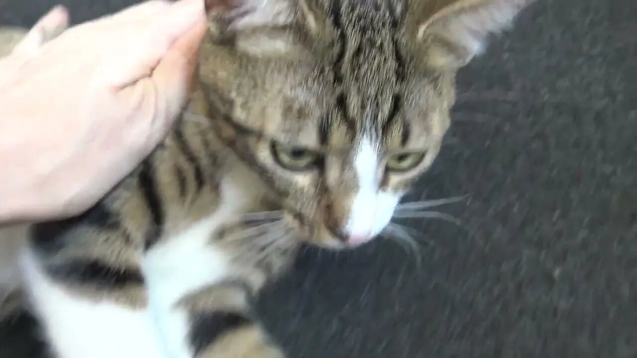 Purring Cat Won't Stay Quiet