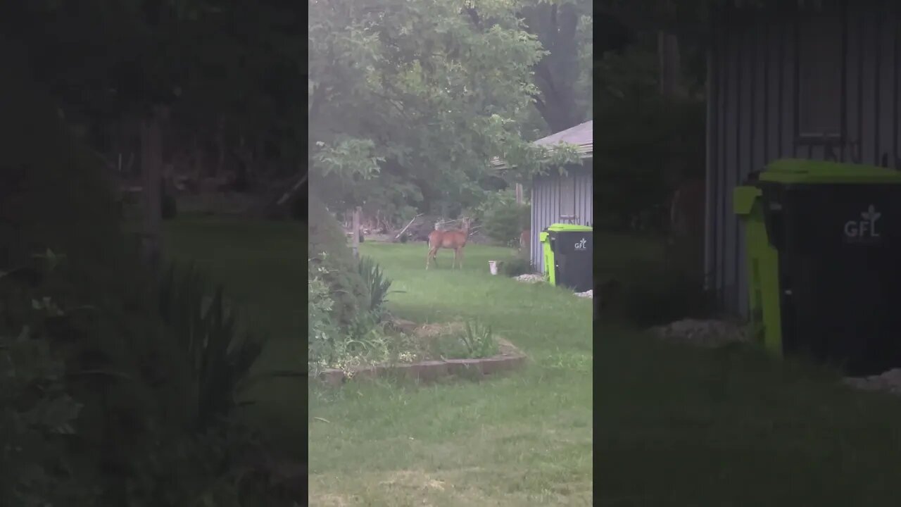 Saw some deer in my own yard