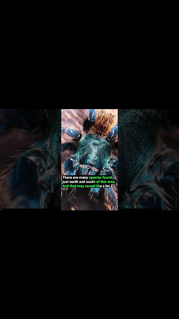 How Many Tarantula Species Are There?