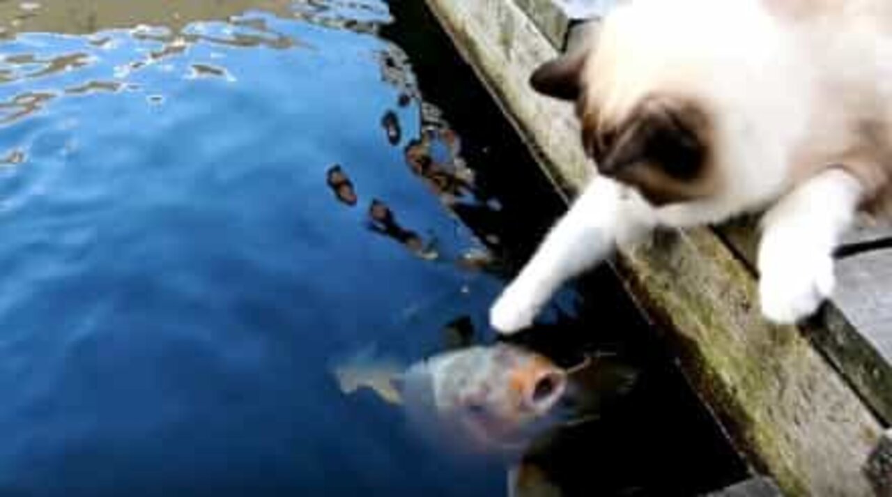 Friendship between cat and fish going strong after five years