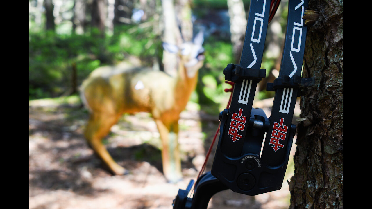 Bowhunting Roe Deer in Denmark!