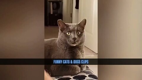 Funny Cats & Dogs clips