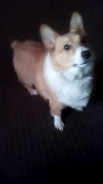 My daily exercise corgi style