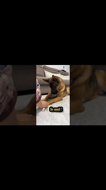 Don't play if you can't afford it hahahahaha #shorts #dog