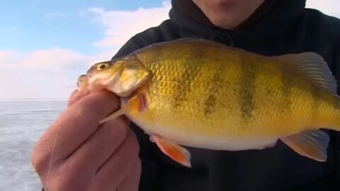 Devils Lake Perch