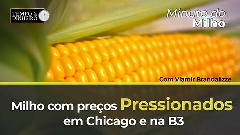 Milho com preços pressionados em Chicago e na B3