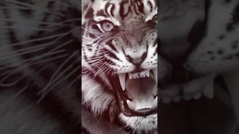 🐅 short video, 🦁 short video, 🐈🦁🐅 🐕, viral video