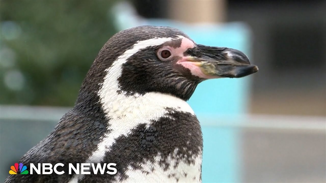 Penguins predict an early spring in Milwaukee