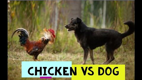 Angry chicken vs brave dog