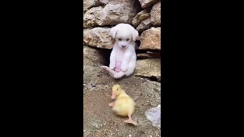 cute puppy is care taker of duck baby 😘