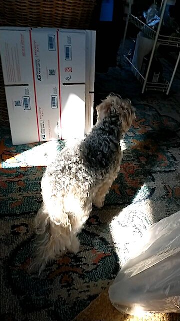 Willie walks through messy house