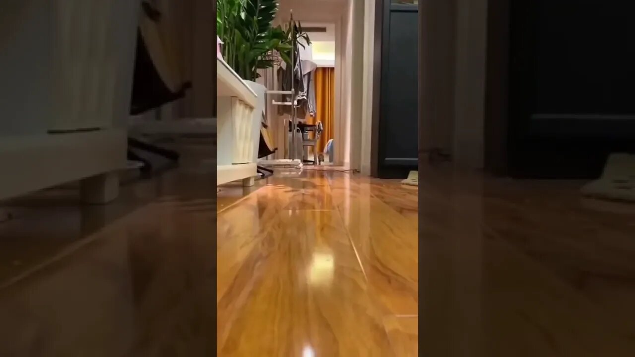 Cute and funny cat videos/#kitten #cat #kitty #funny kitten #funnycat #trending #shorts #tiktok (3)