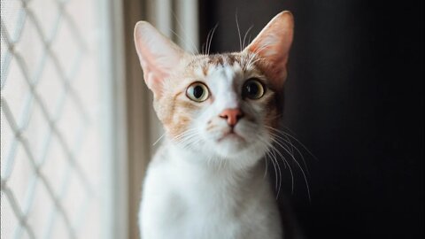 Try NOT to Laugh! 😹 This Cat Just Lost Five of His Lives! 🤣 (#51) #Clips