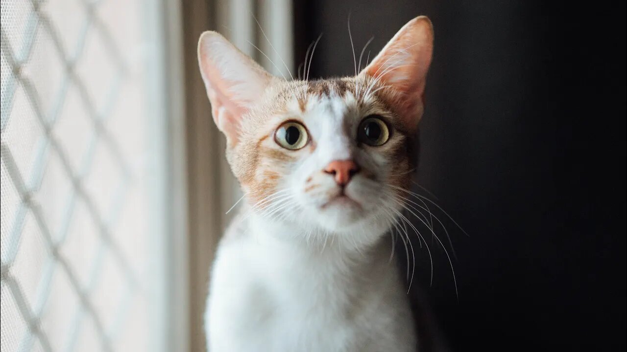 Try NOT to Laugh! 😹 This Cat Just Lost Five of His Lives! 🤣 (#51) #Clips